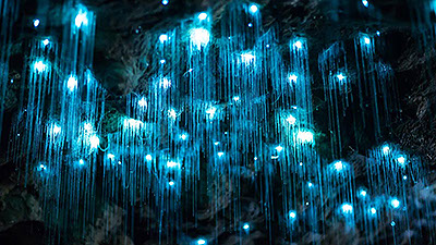Glow Worms in Stargazer's Cavern